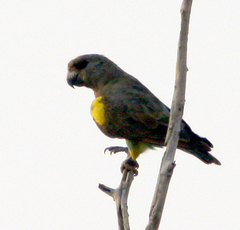 Poicephalus rueppellii