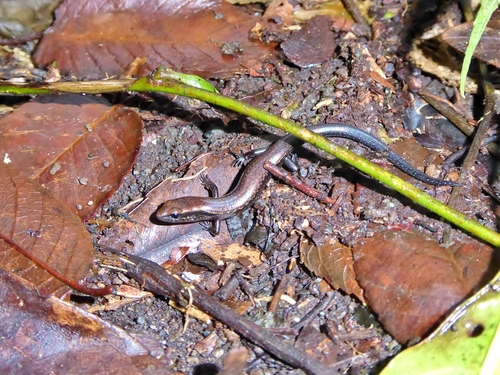 Scincella incerta