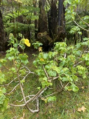 Hibiscus brackenridgei