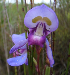 Disa graminifolia