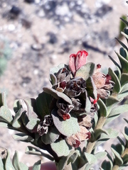 Hermannia trifoliata
