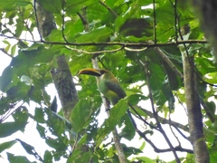 Aulacorhynchus prasinus