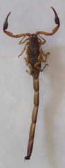 Centruroides margaritatus