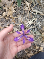 Iris hartwegii australis