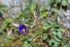 Gentianopsis holopetala