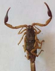 Centruroides margaritatus