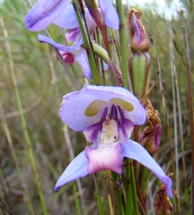 Disa graminifolia