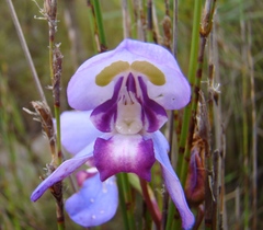 Disa graminifolia