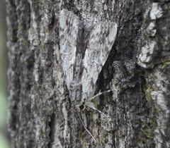 Catocala insolabilis