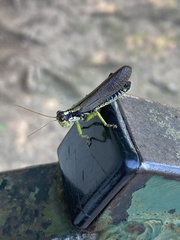 Dendrotettix quercus