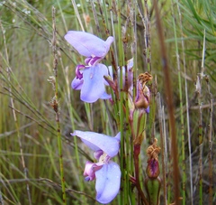 Disa graminifolia