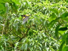 Icterus maculialatus