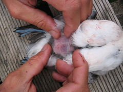 Pelecanoides georgicus whenuahouensis