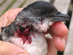 Pelecanoides georgicus whenuahouensis