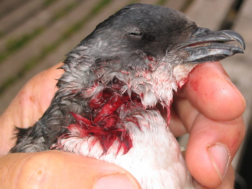 South Georgia Diving-petrel