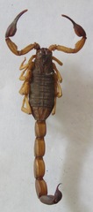 Centruroides margaritatus