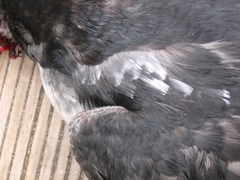 Pelecanoides georgicus whenuahouensis