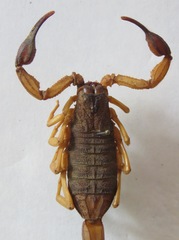 Centruroides margaritatus