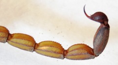 Centruroides margaritatus