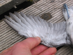 Pelecanoides georgicus whenuahouensis