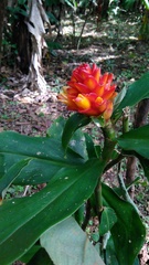 Costus curvibracteatus
