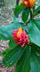 Costus curvibracteatus