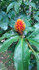 Costus curvibracteatus