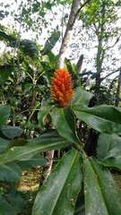Costus curvibracteatus