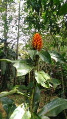 Costus curvibracteatus