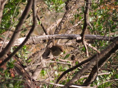 Malurus cyaneus cyaneus