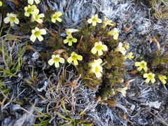 Euphrasia cockayneana