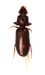 Clivina