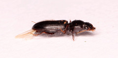 Clivina