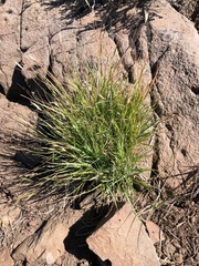 Danthonia unispicata