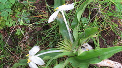 Weldenia candida