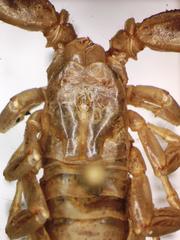 Didymocentrus krausi