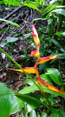 Heliconia irrasa