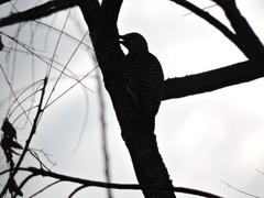 Melanerpes aurifrons