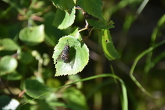 Hybomitra bimaculata