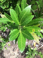 Allophylus natalensis