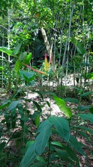 Heliconia hirsuta