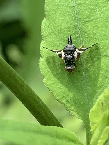 Goldenrod Brussels Sprout Gall Fly photo 5
