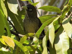 Phaenicophaeus viridirostris