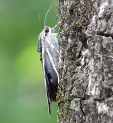 Catocala insolabilis