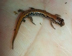 Desmognathus aeneus