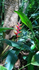 Heliconia stricta