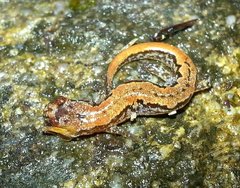 Desmognathus aeneus