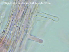 Gerronema subclavatum