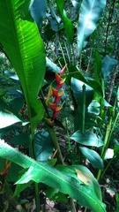 Heliconia stricta