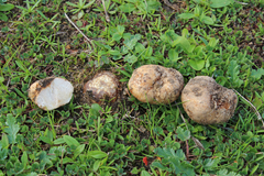 Terfezia